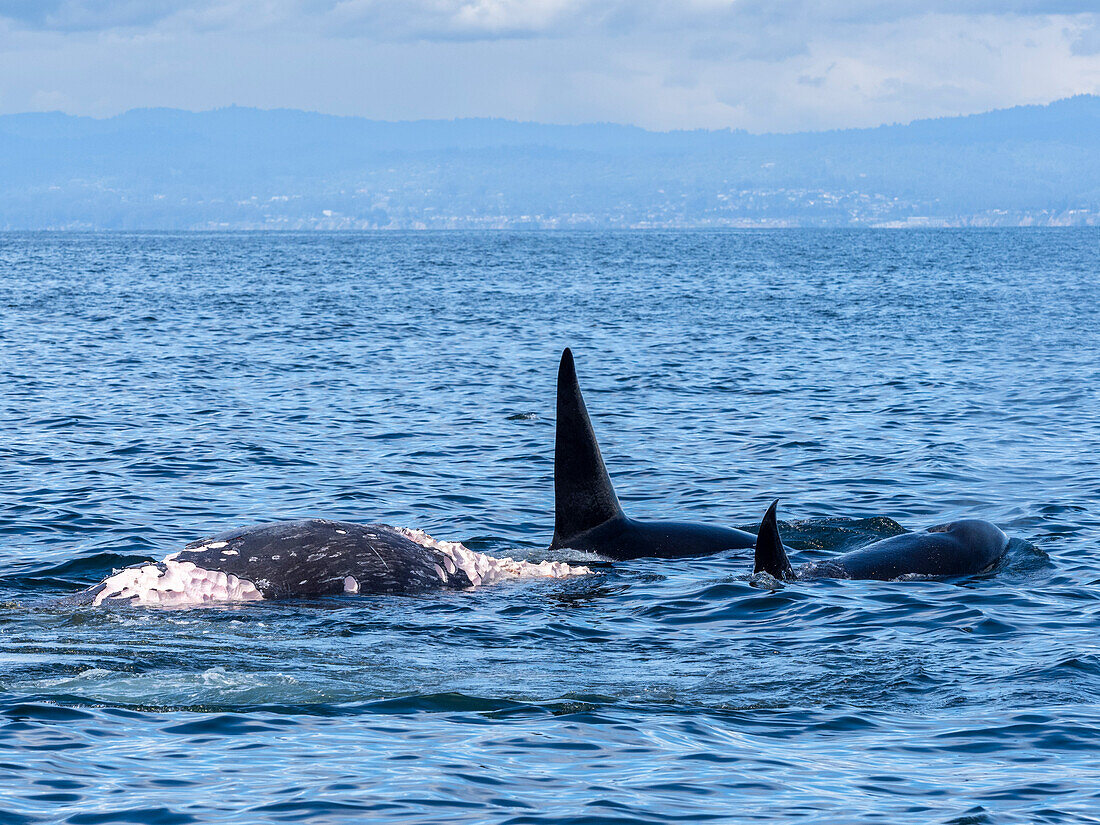 A pod of transient killer whales (Orcinus orca), feeding on a gray whale calf carcass in Monterey Bay Marine Sanctuary, California, United States of America, North America