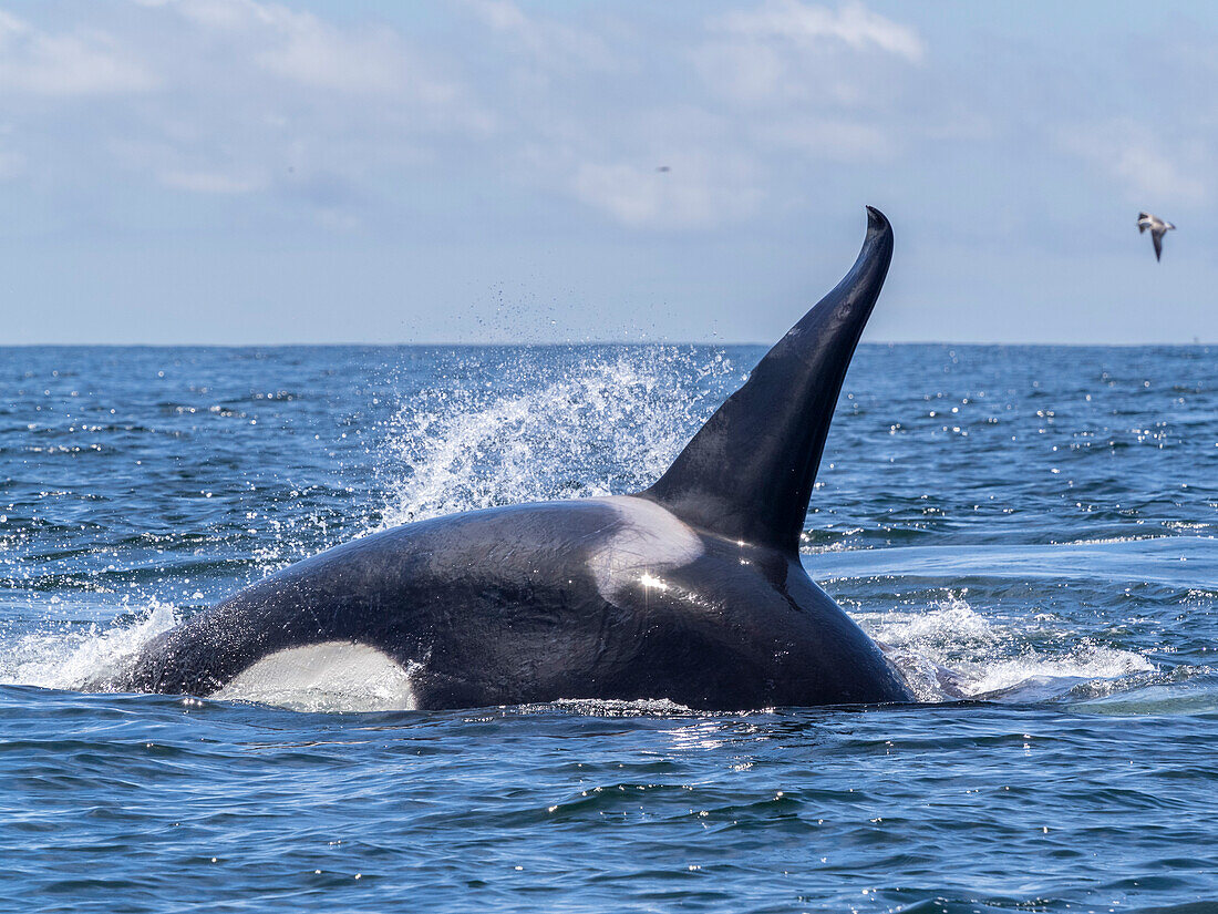 A pod of transient killer whales (Orcinus orca), feeding on a gray whale calf carcass in Monterey Bay Marine Sanctuary, California, United States of America, North America