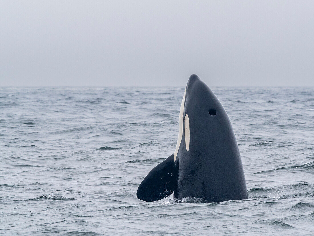 Eine Gruppe von Schwertwalen (Orcinus orca), die einen Seeelefanten fängt und tötet, im Meeresschutzgebiet Monterey Bay, Kalifornien, Vereinigte Staaten von Amerika, Nordamerika