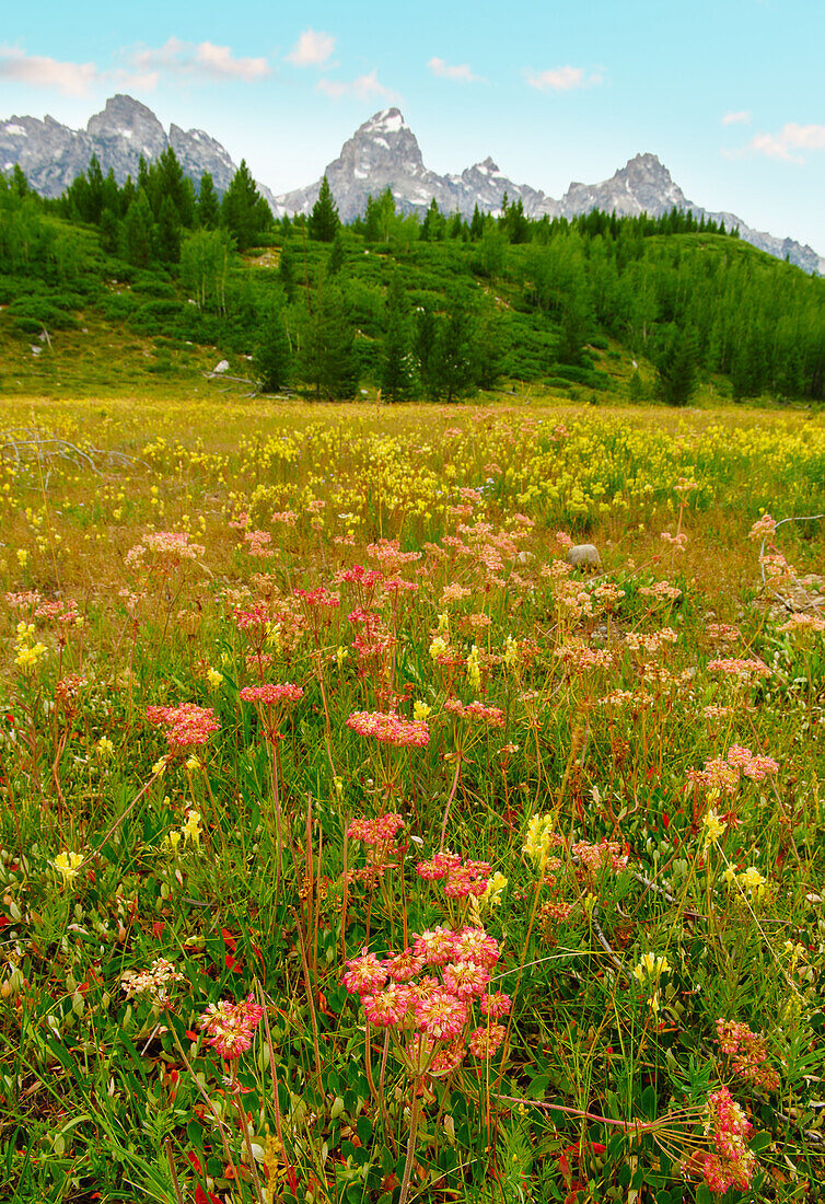 Wildblumen wachsen auf einer Wiese mit Bergen im Hintergrund