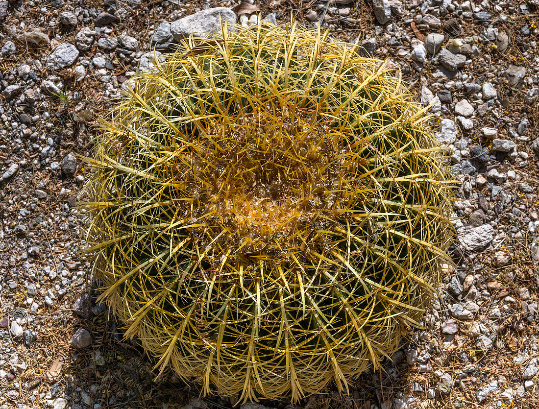 USA, Arizona, Tucson, Overhead view of cactus growing in desert