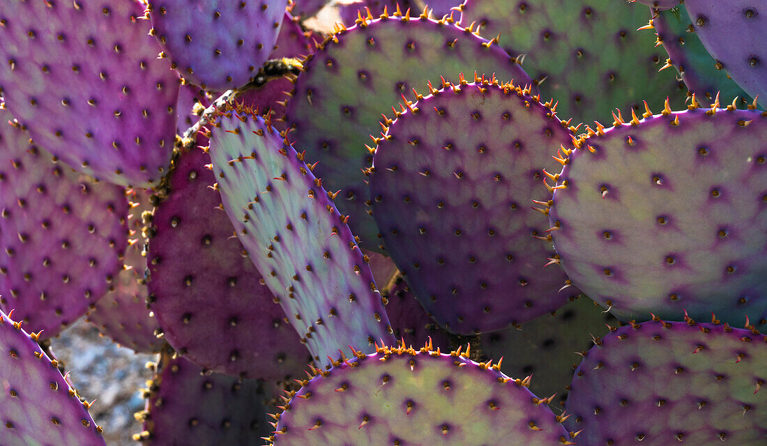 USA, Arizona, Tucson, Nahaufnahme eines lila und grünen Feigenkaktus