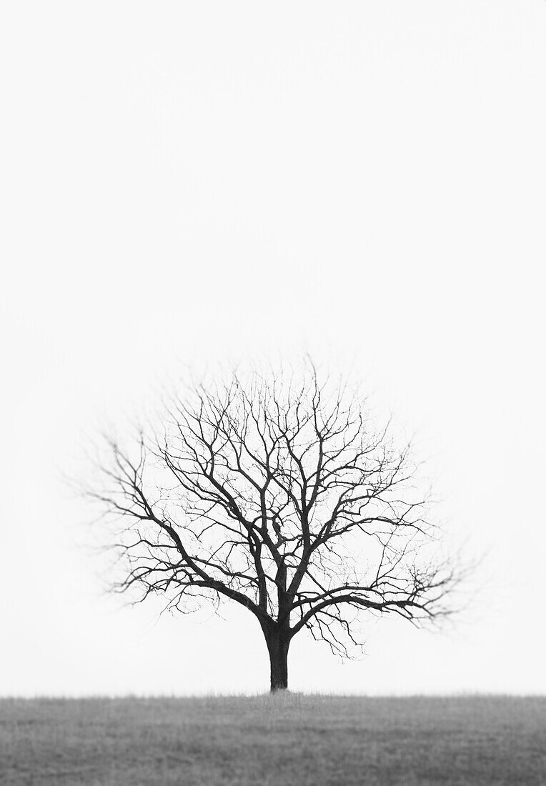 Lone bare tree growing in empty field