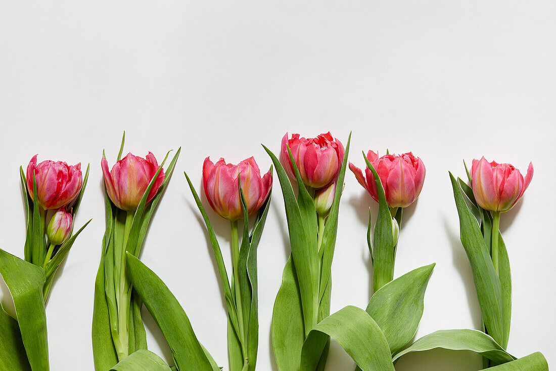 Row of pink tulips against white background