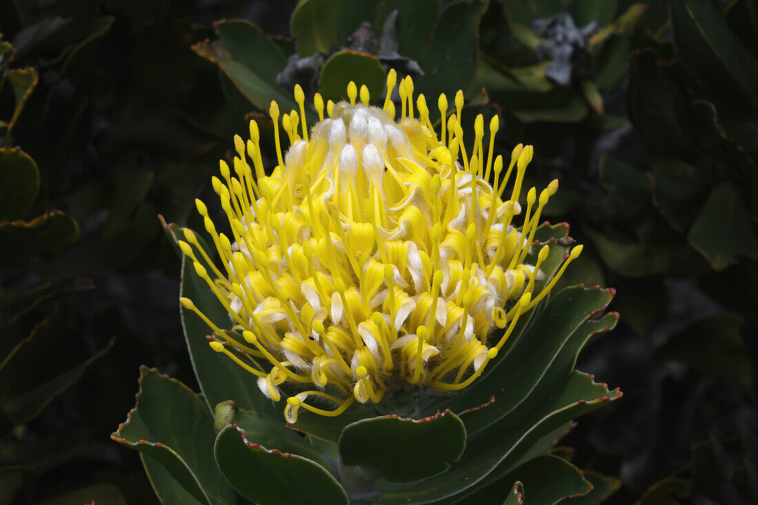 Blühende Nadelkissen-Protea (Leucospermum-Arten), Tafelberg-Nationalpark, Kapstadt, Südafrika, Afrika