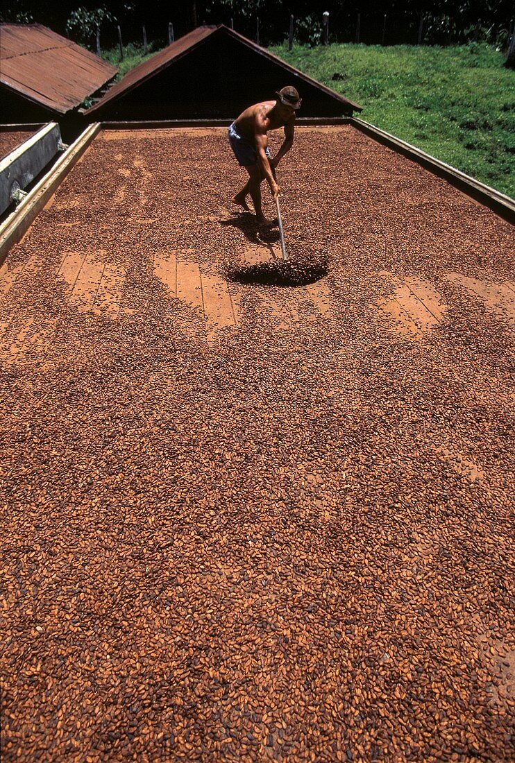 Fermentierter Kakao wird in d.Sonne getrocknet & gewendet