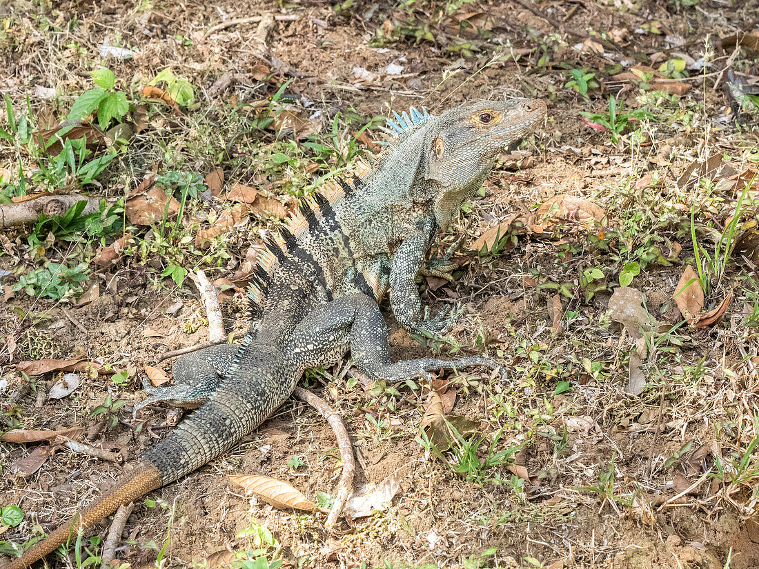 Ein erwachsener Schwarzer Stachelschwanzleguan (Ctenosaura similis), auf dem Boden auf der Insel Barro Colorado, Panama, Mittelamerika