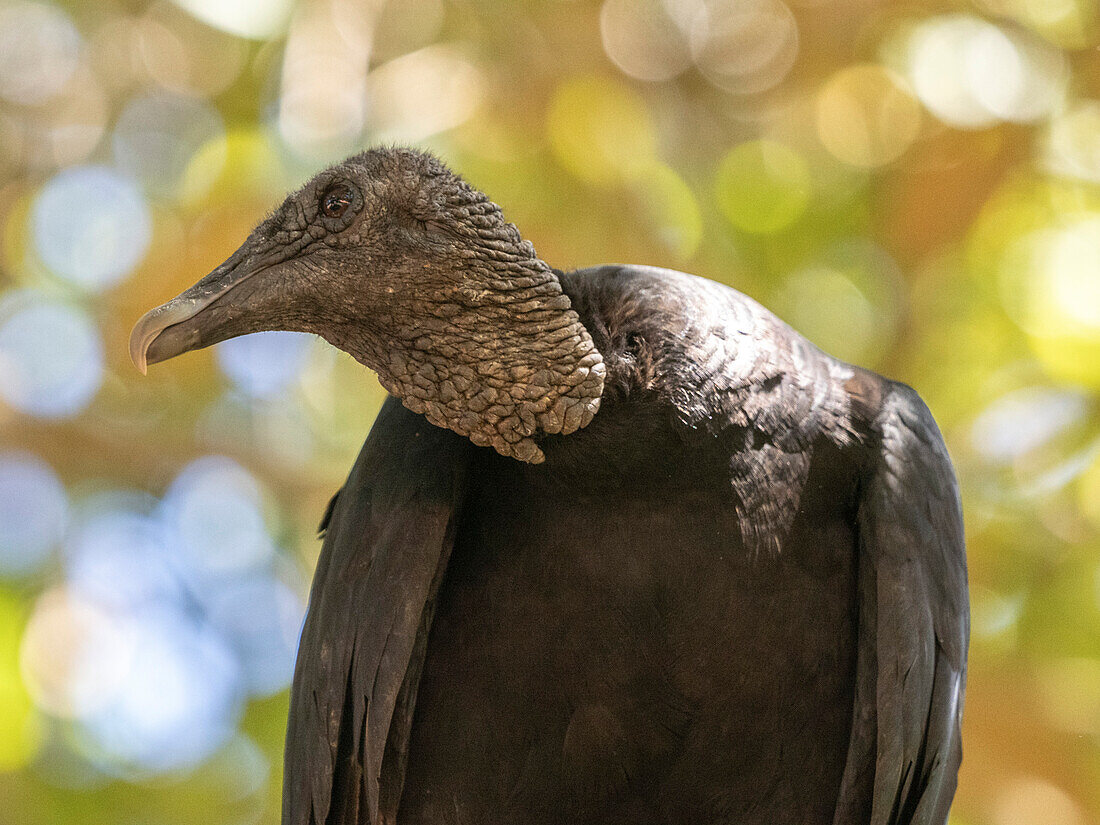 An adult black vulture (Coragyps atratus), perched in a tree on Barro Colorado Island, Panama, Central America