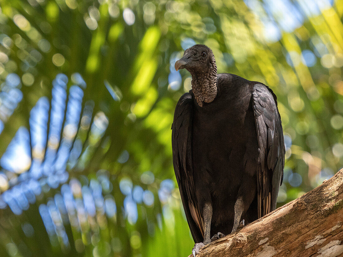 Ein erwachsener Mönchsgeier (Coragyps atratus), auf einem Baum auf der Insel Barro Colorado, Panama, Mittelamerika