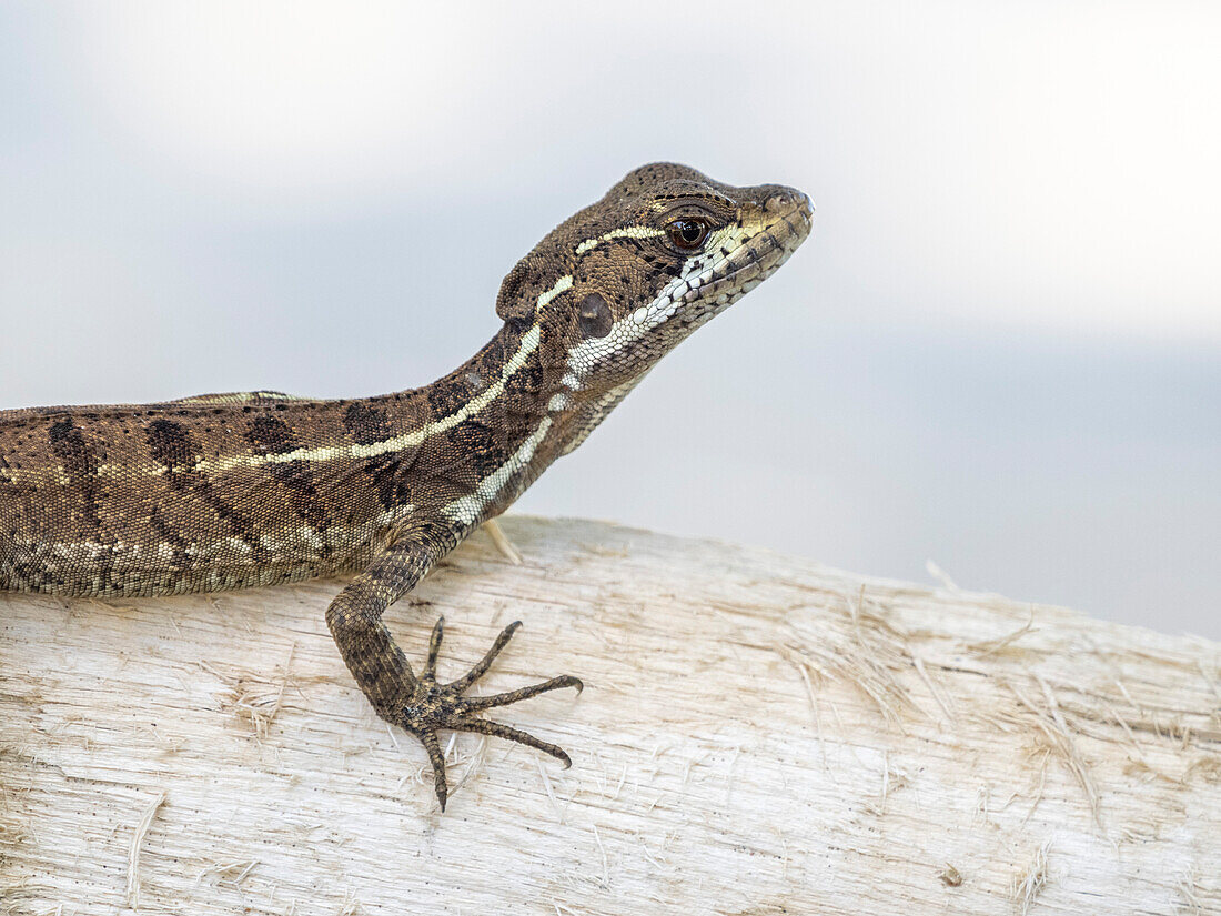 Junger Basilisk (Basiliscus basiliscus), auf einem Baum auf der Insel Coiba, Panama, Mittelamerika