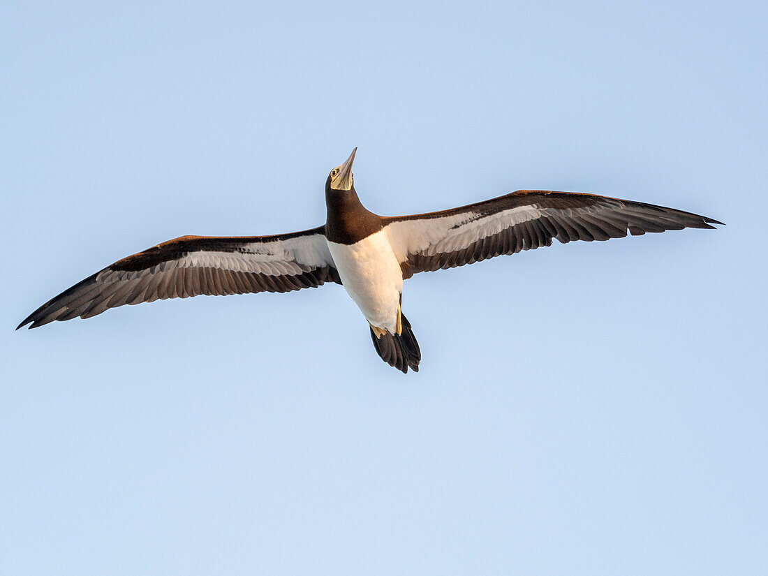 An adult brown booby (Sula leucogaster) in flight, near Coiba Island, Panama, Central America