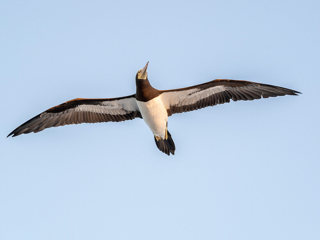 Ein erwachsener Brauner Tölpel (Sula leucogaster) im Flug, nahe der Insel Coiba, Panama, Mittelamerika