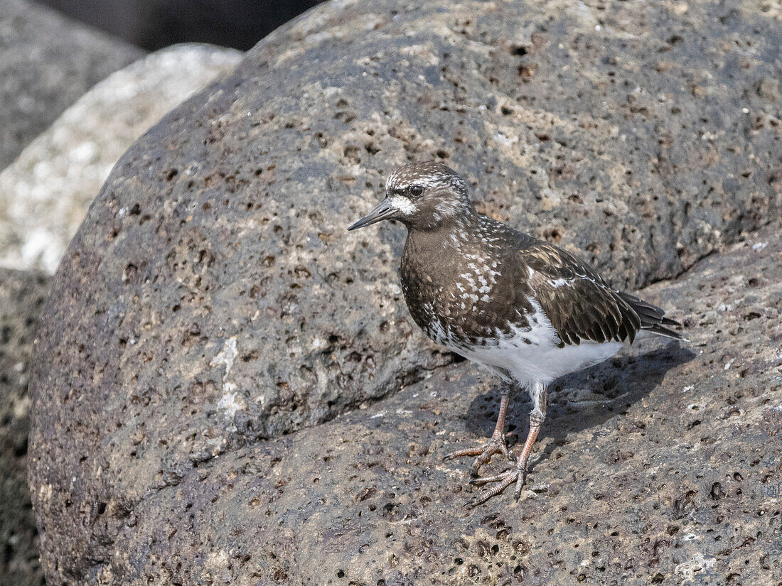 Adult black turnstone (Arenaria melanocephala), hunting along the shoreline of Isla Rasa, Baja California, Mexico, North America