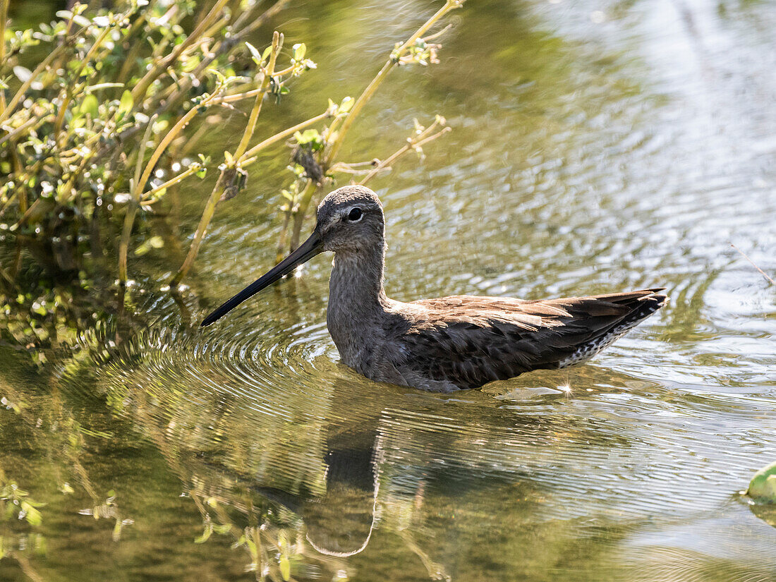 Adult long-billed dowitcher (Limnodromus scolopaceus), in a lagoon near San Jose del Cabo, Baja California Sur, Mexico, North America