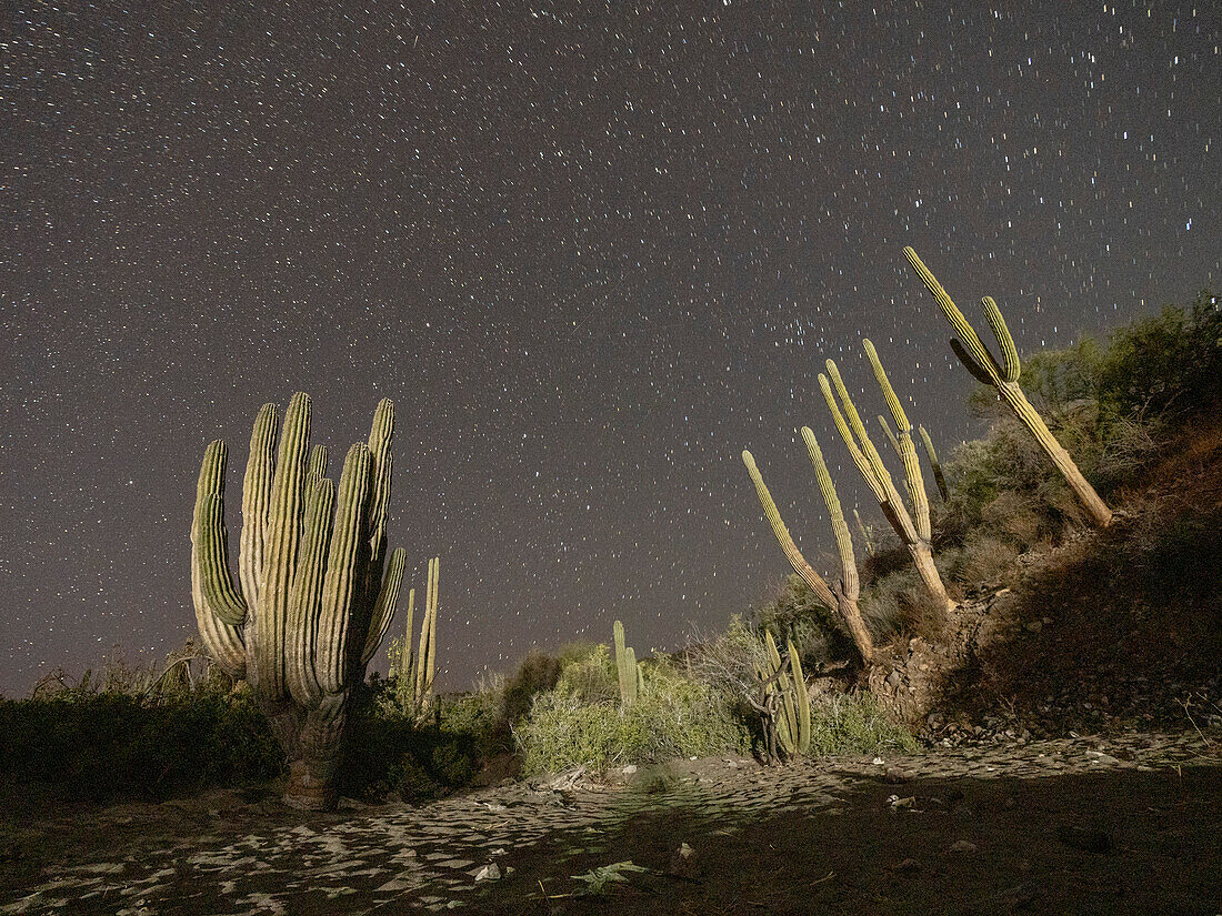 Nachtaufnahme eines Kardonkaktuswaldes (Pachycereus pringlei), auf der Insel San Jose, Baja California Sur, Mexiko, Nordamerika