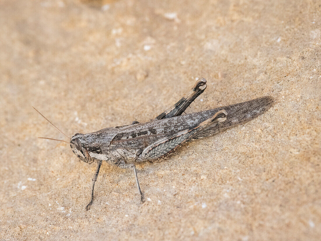 Adult gray bird grasshopper (Schistocerca nitens), found at a lagoon on Isla San Jose, Baja California Sur, Mexico, North America