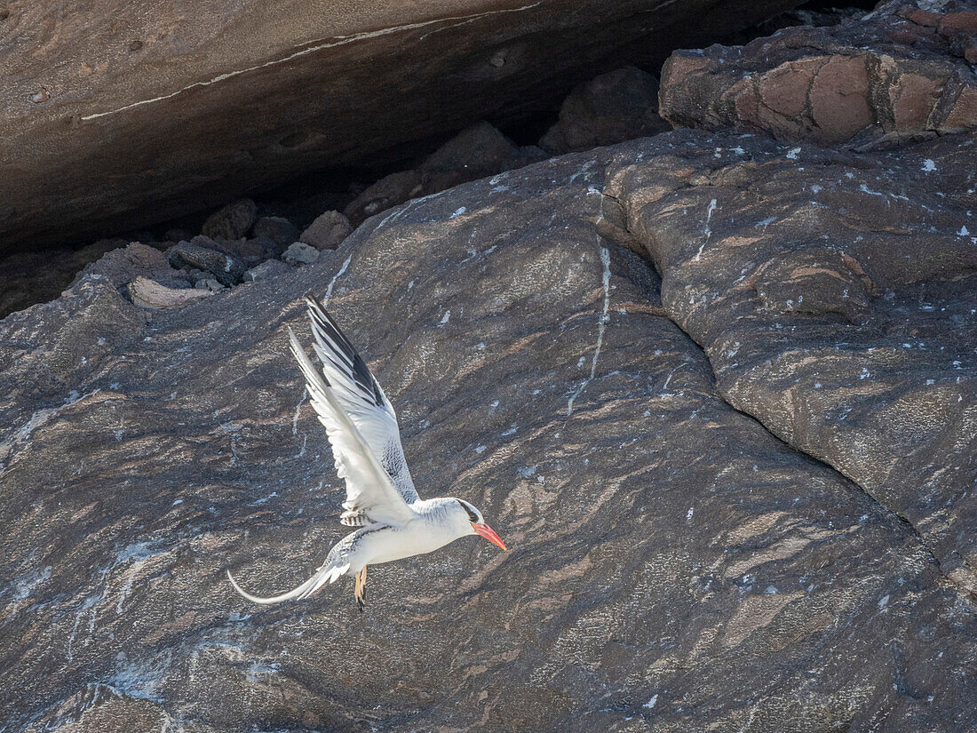 Adult red-billed tropicbird (Phaethon aethereus), in flight near nest at Isla San Pedro Martir, Baja California, Mexico, North America