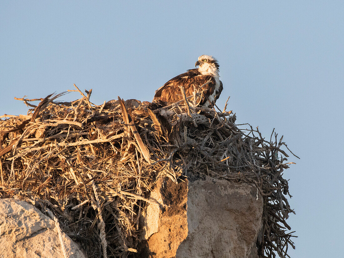 Adult osprey (Pandion haliaetus), on nest built over the years, Isla Rasa, Baja California, Mexico, North America