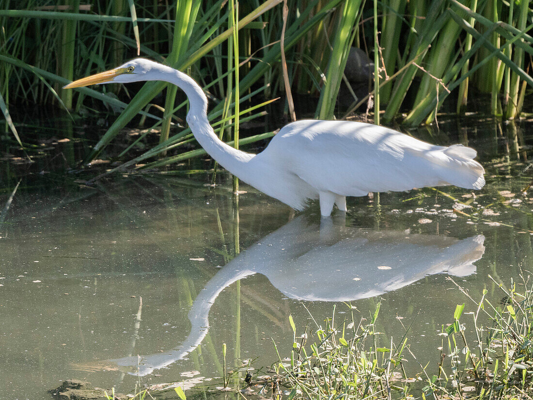 Ausgewachsener Silberreiher (Ardea alba), auf der Pirsch nach Beute in einer Lagune bei San Jose del Cabo, Baja California Sur, Mexiko, Nordamerika