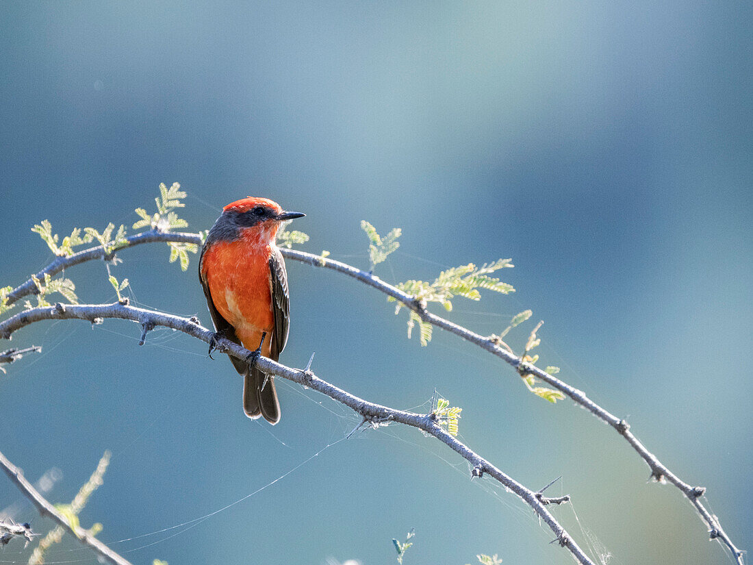 Adult male vermilion flycatcher (Pyrocephalus obscurus), perched, San Jose del Cabo, Baja California Sur, Mexico, North America