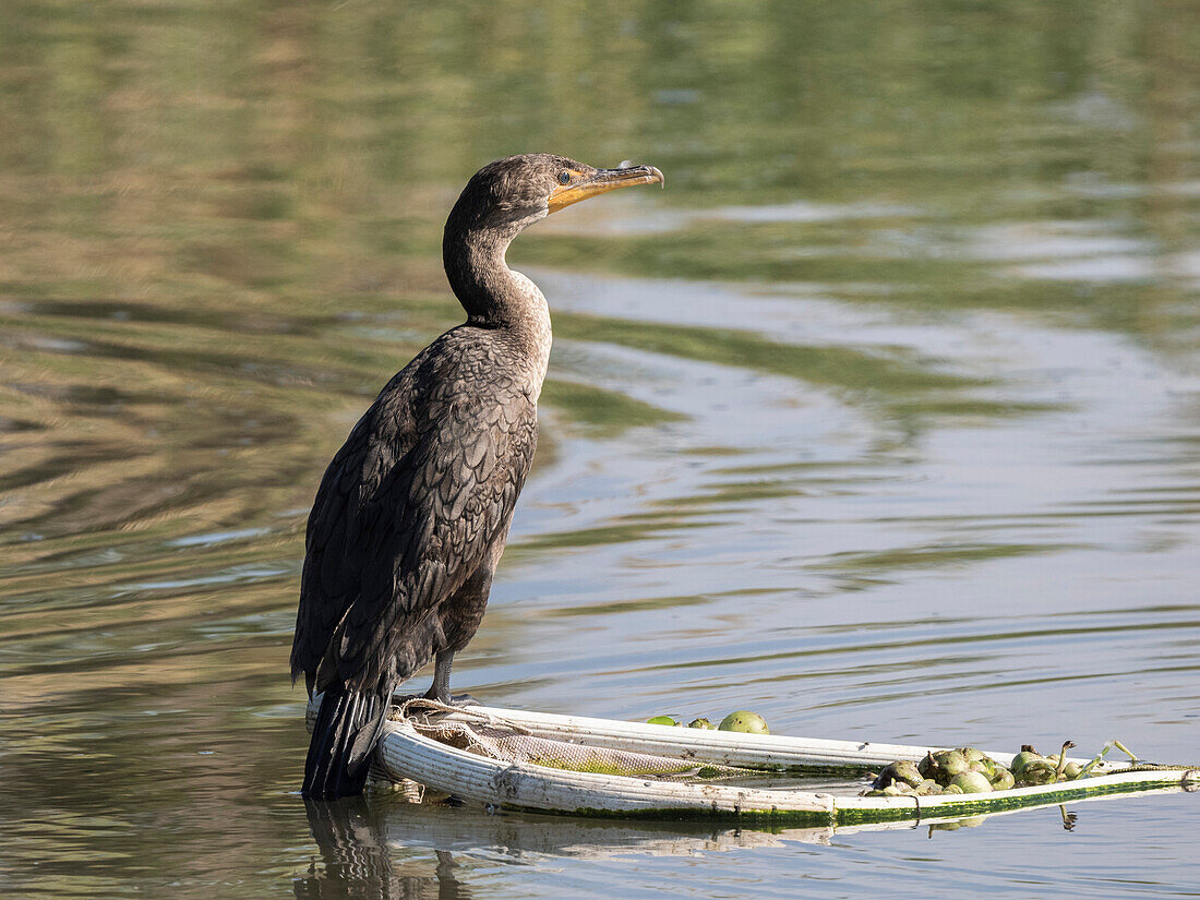 Adult double-crested cormorant (Nannopterum auritum), on palm tree, San Jose del Cabo, Baja California Sur, Mexico, North America