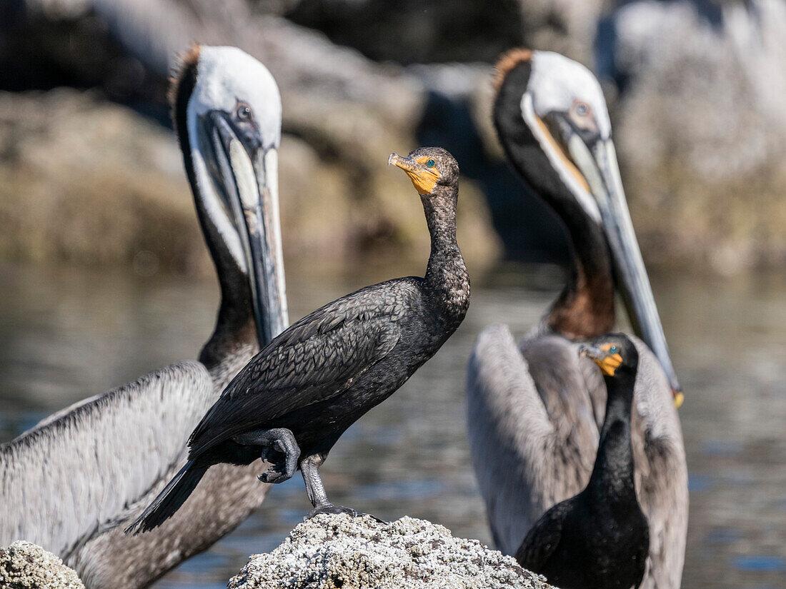 Adulter Doppelhaubenkormoran (Nannopterum auritum), inmitten von Braunpelikanen, Isla Ildefonso, Baja California, Mexiko, Nordamerika