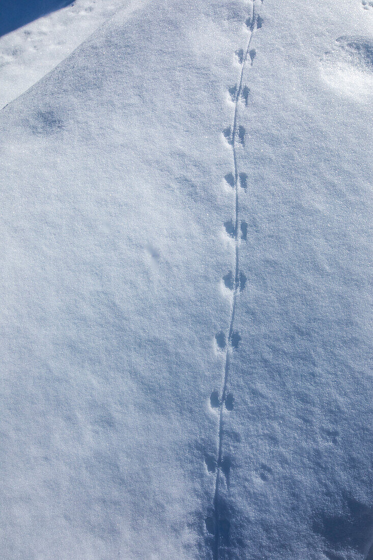 Nahaufnahme von Tierspuren im Schnee