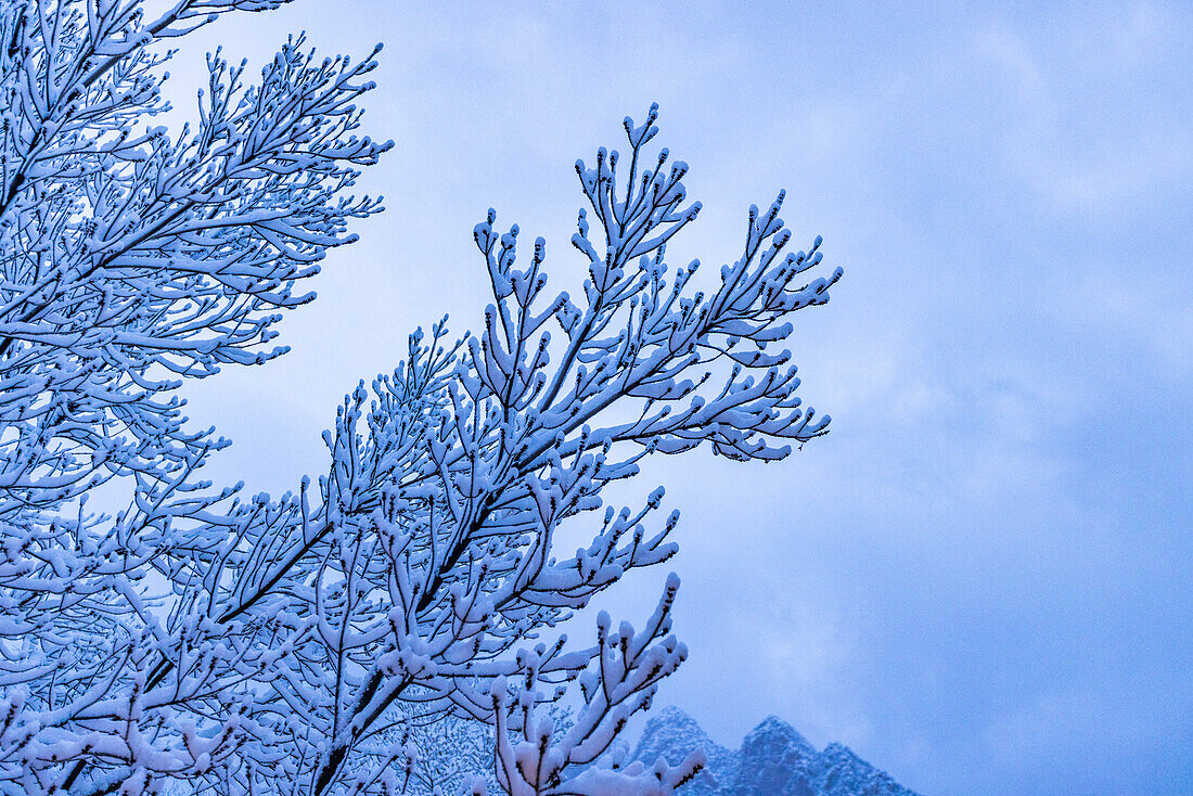USA, Utah, Springdale, Zion National Park, Tree branch covered with snow