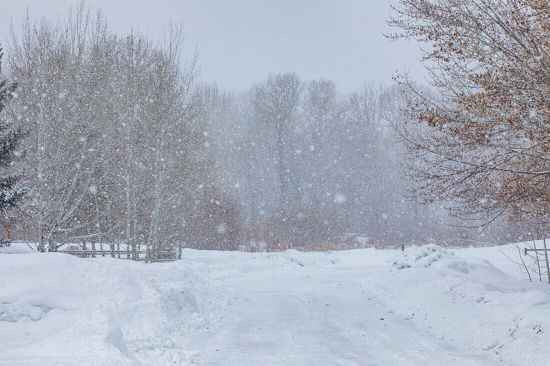 USA, Idaho, Bellevue, Forest road during blizzard in winter