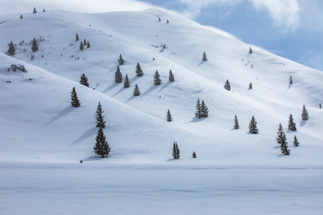 USA, Idaho, Hailey, Fir trees growing on ski slope