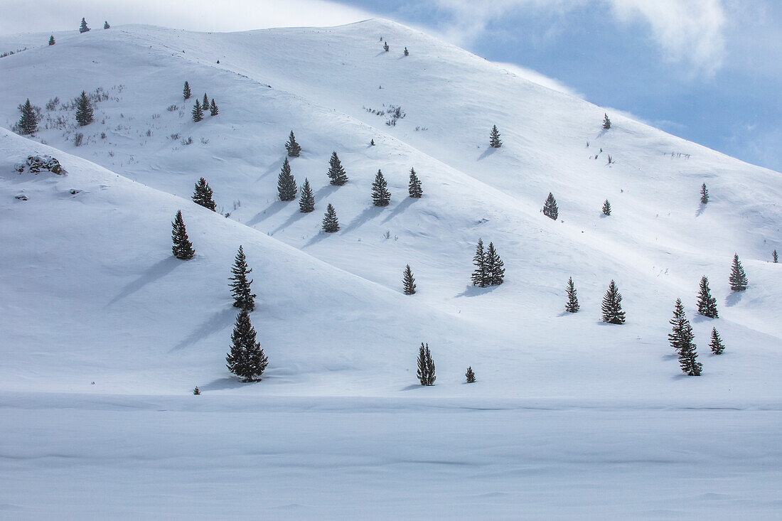 USA, Idaho, Hailey, Tannenbäume auf der Skipiste