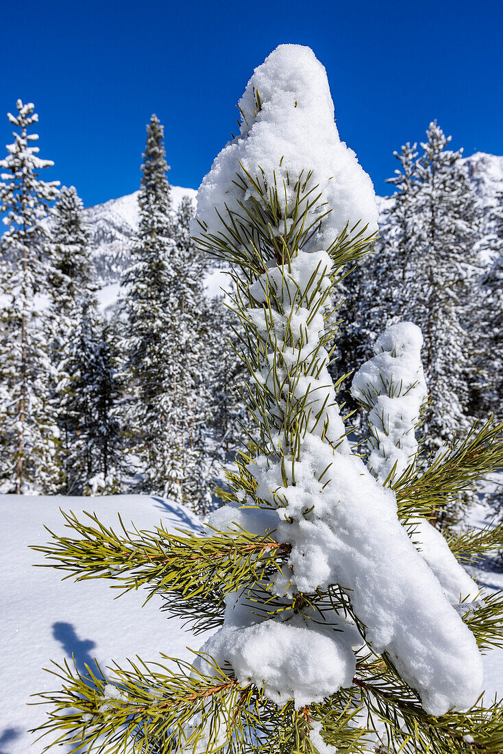 USA, Idaho, Sun Valley, Nahaufnahme einer mit Schnee bedeckten Kiefer