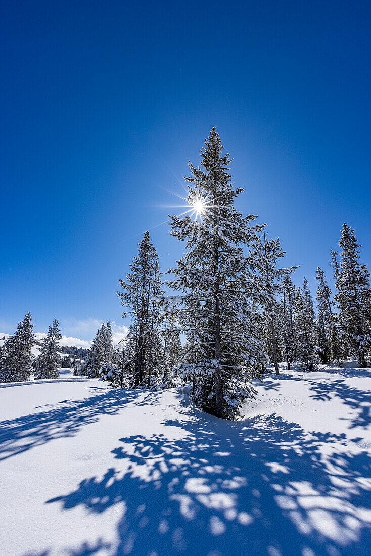 USA, Idaho, Sun Valley, Sonne scheint durch eine schneebedeckte Tanne