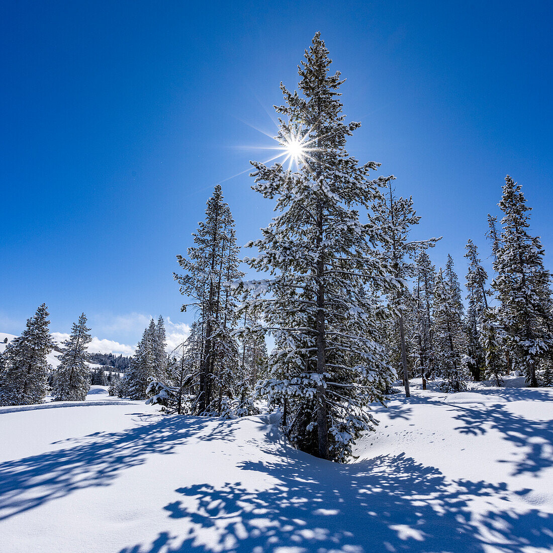 USA, Idaho, Sun Valley, Sun shining through fir tree covered with snow