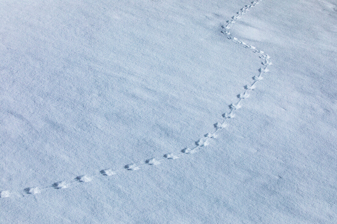 Animal footprints in snow 
