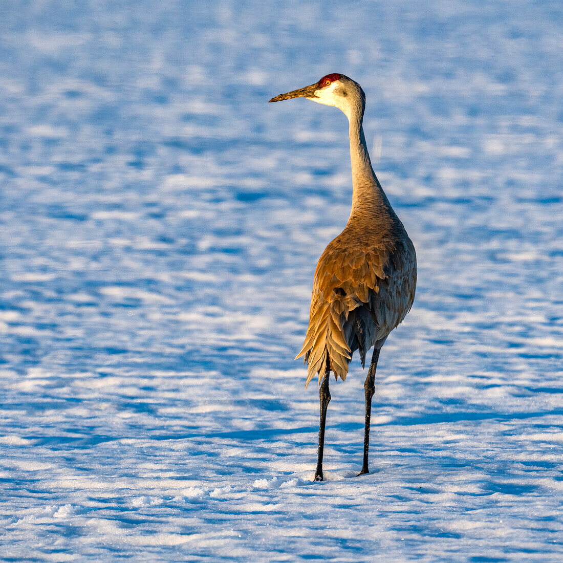 USA, Idaho, Bellevue, Crane standing in snow 