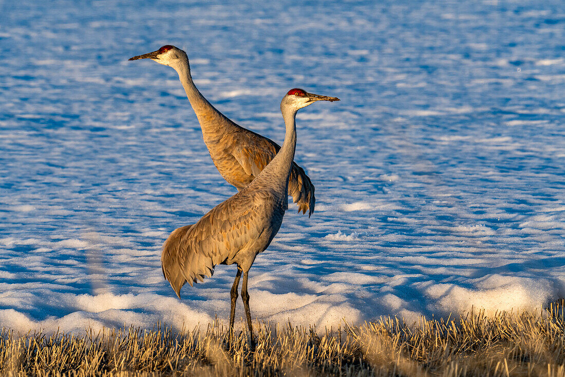 USA, Idaho, Bellevue, Cranes standing on ground at late spring 