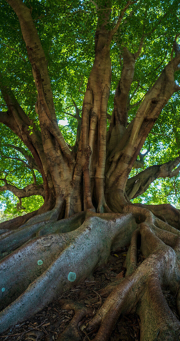 Australien, Neusüdwales, Sydney, Grüner Baum mit großen Wurzeln