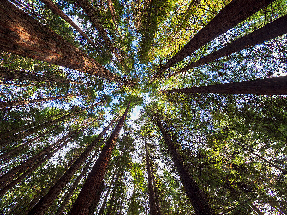 New Zealand, Bay of Plenty, Rotorua, Low angle view of redwood forest