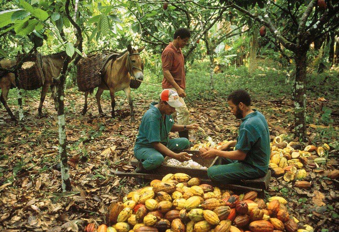 Arbeiter beim Öffnen d.Kakaofrüchte & Herauslösen d.Kerne