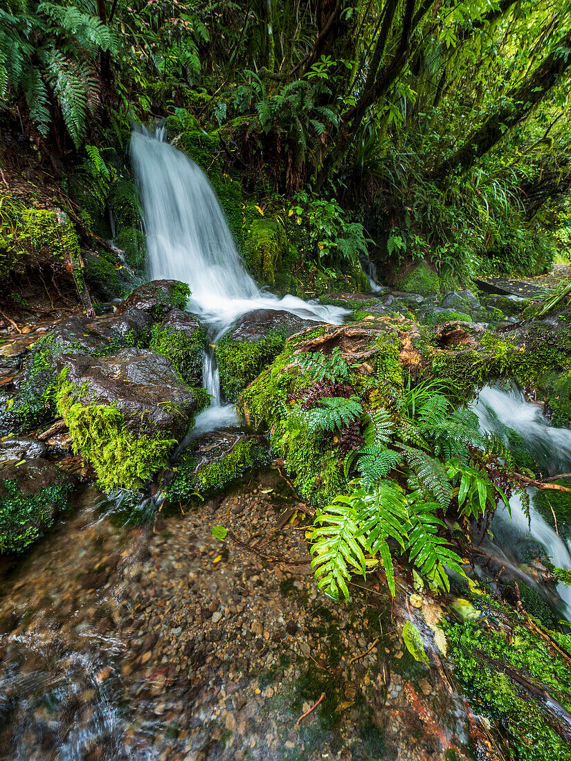 Neuseeland, Taranaki, Egmont National Park, Wasserfall im Wald