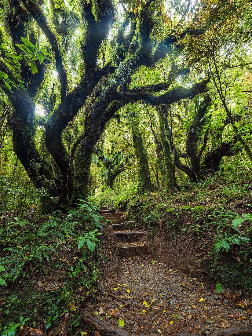 Neuseeland, Taranaki, Egmont National Park, Treppe im Wald