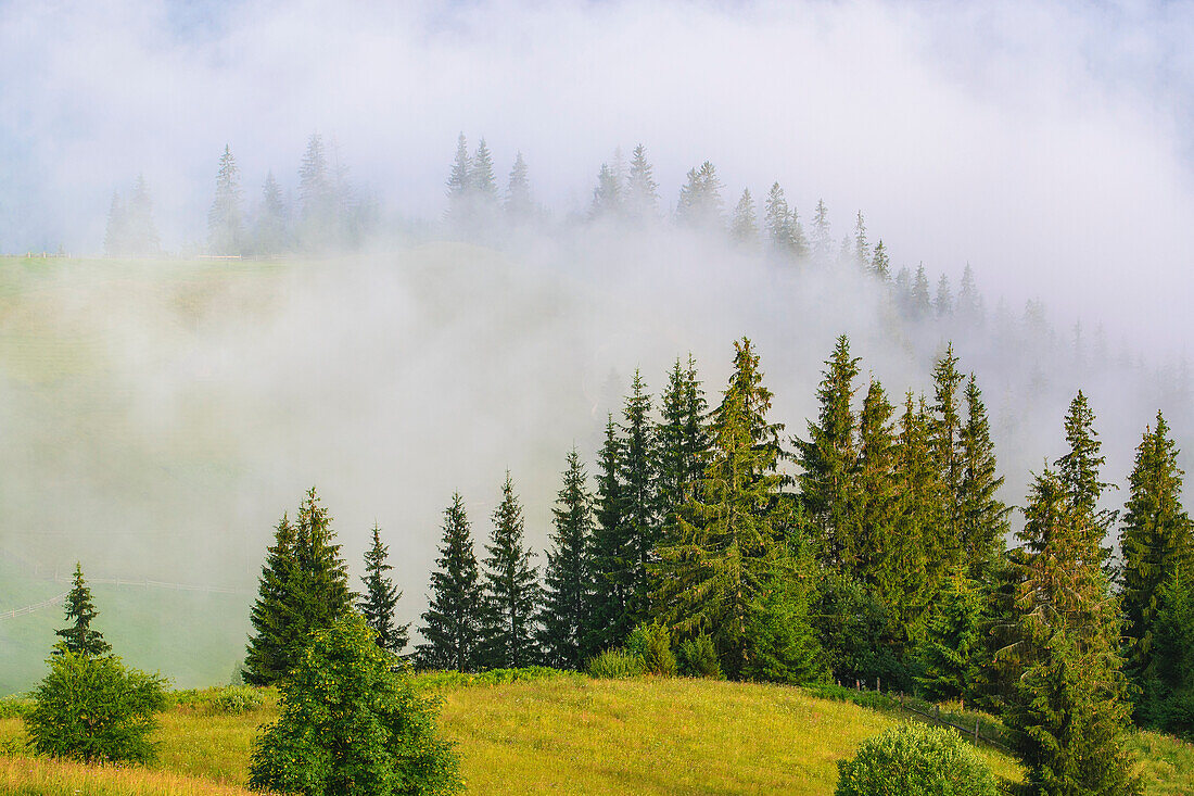 Ukraine, Ivano Frankivsk region, Verkhovyna district, Dzembronya village, Foggy rolling landscape in Carpathian Mountains