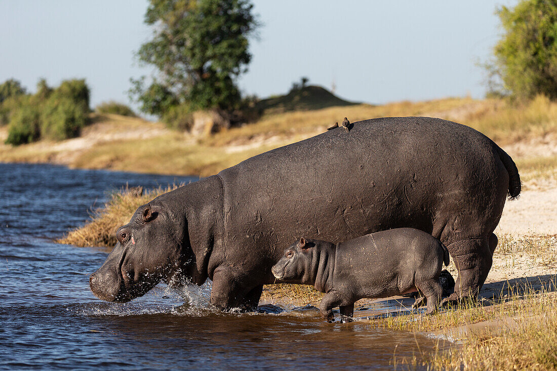 Flusspferd (Hippopotamus amphibius) mit Kalb, Chobe National Park, Botswana, Afrika