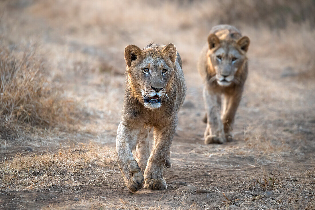 Löwen (Panthera leo), Zimanga privates Wildreservat, KwaZulu-Natal, Südafrika, Afrika