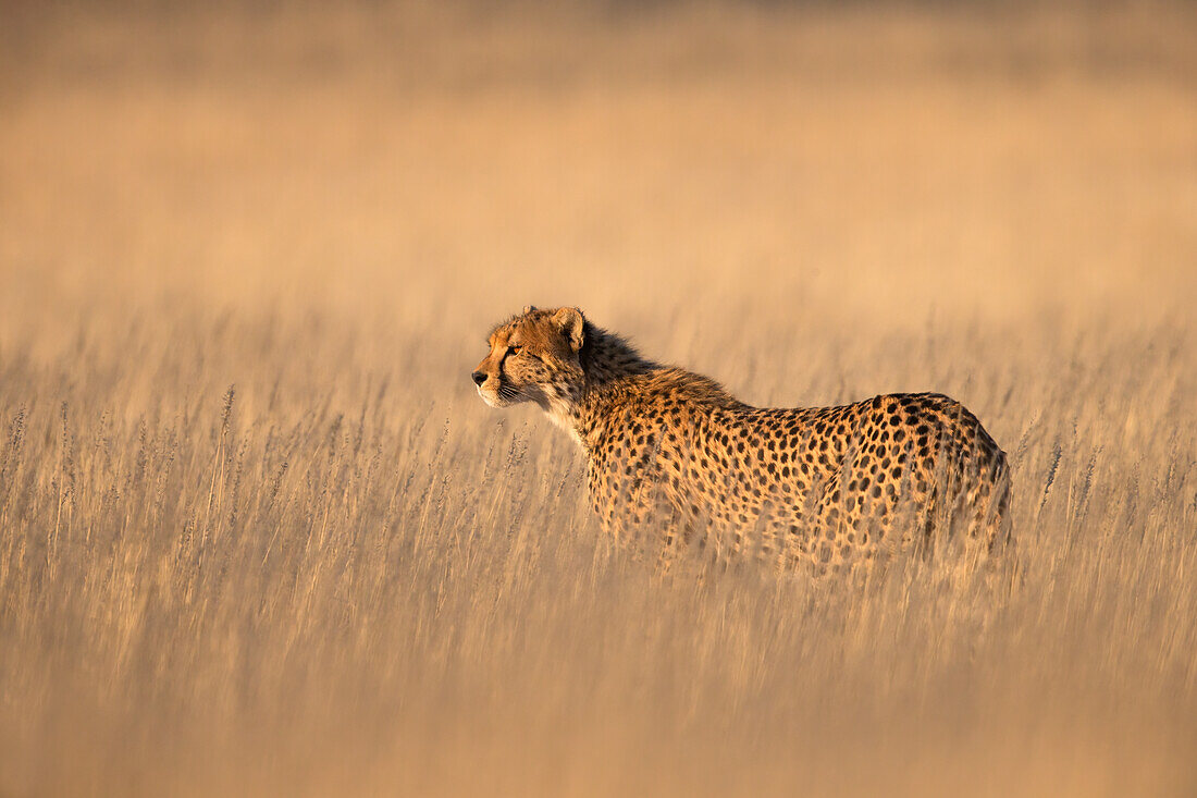 Gepard (Acinonyx jubatus). Kgalagadi Transfrontier Park, Nordkap, Südafrika, Afrika