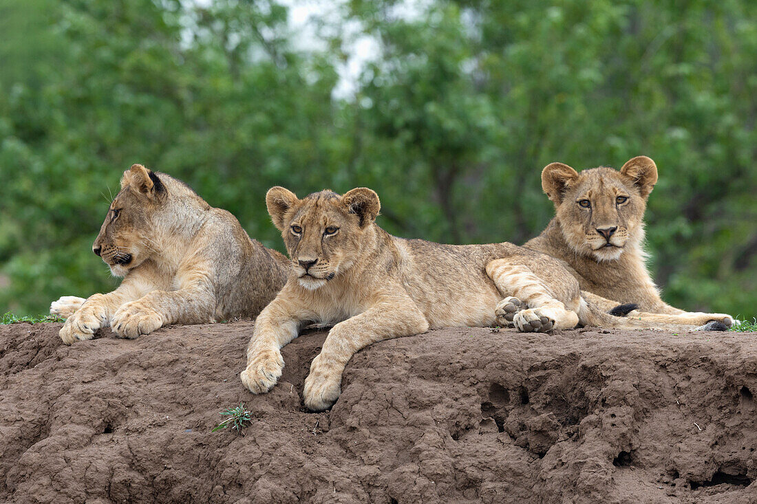 Lion (Panthera leo) cubs, Mashatu Game Reserve, Botswana, Africa