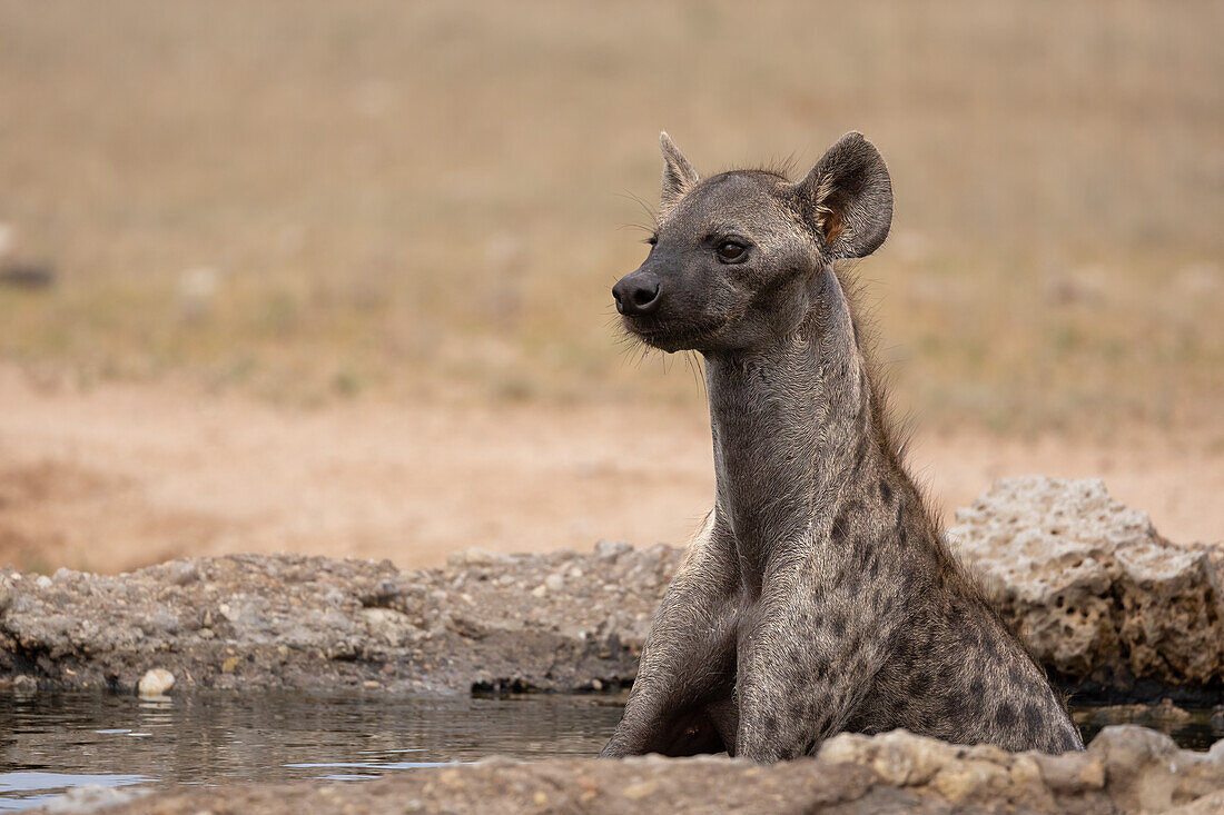 Spotted hyena, (Crocuta crocuta) cooling off, Kgalagadi Transfrontier Park, Northern Cape, South Africa, Africa