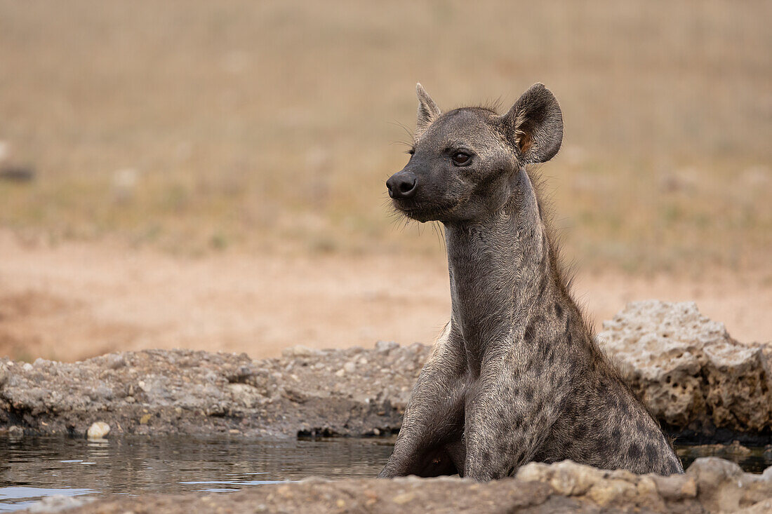 Tüpfelhyäne (Crocuta crocuta) kühlt sich ab, Kgalagadi Transfrontier Park, Nordkap, Südafrika, Afrika