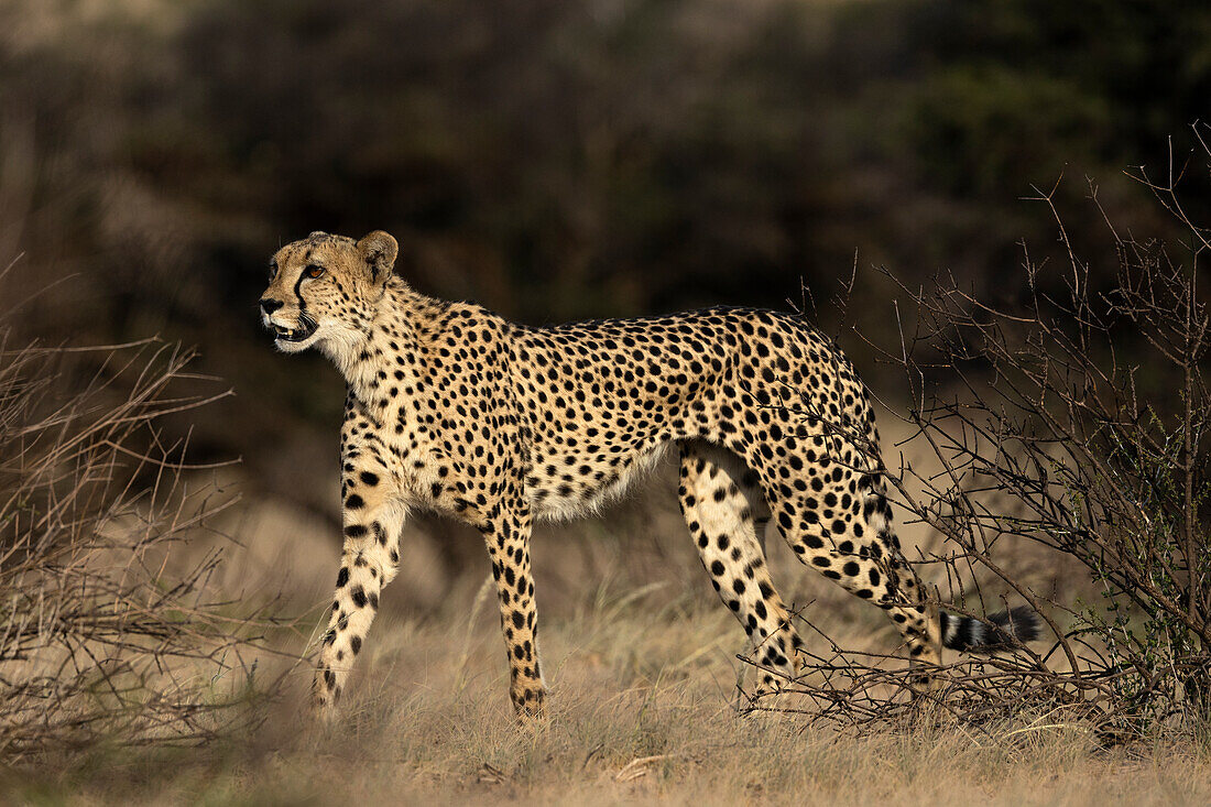 Gepard (Acinonyx jubatus), Kgalagadi Transfrontier Park, Nordkap, Südafrika